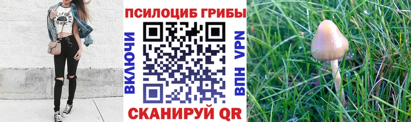 Галлюциногенные грибы Psilocybine cubensis  Купить  Алапаевск 